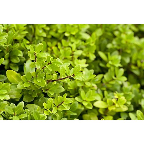 Ilex crenata 'Dark Star' 100-125 cm günstig online kaufen