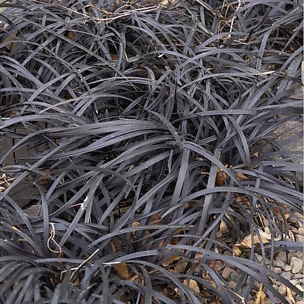 Dunkelblättriger Schlangenbart Black Dragon - Ophiopogon planiscapus günstig online kaufen