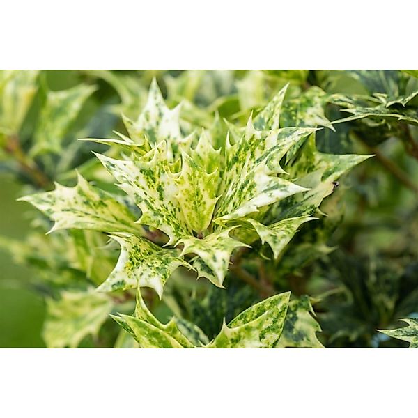 Osmanthus Heterophyllus Goshiki Duftblüte Buntes Laub 30–40 cm günstig online kaufen