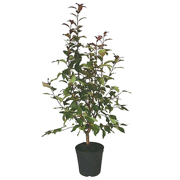 Zierapfel Red Sentinel Rot Höhe ca. 80 - 100 cm Topf ca. 7 l Malus günstig online kaufen