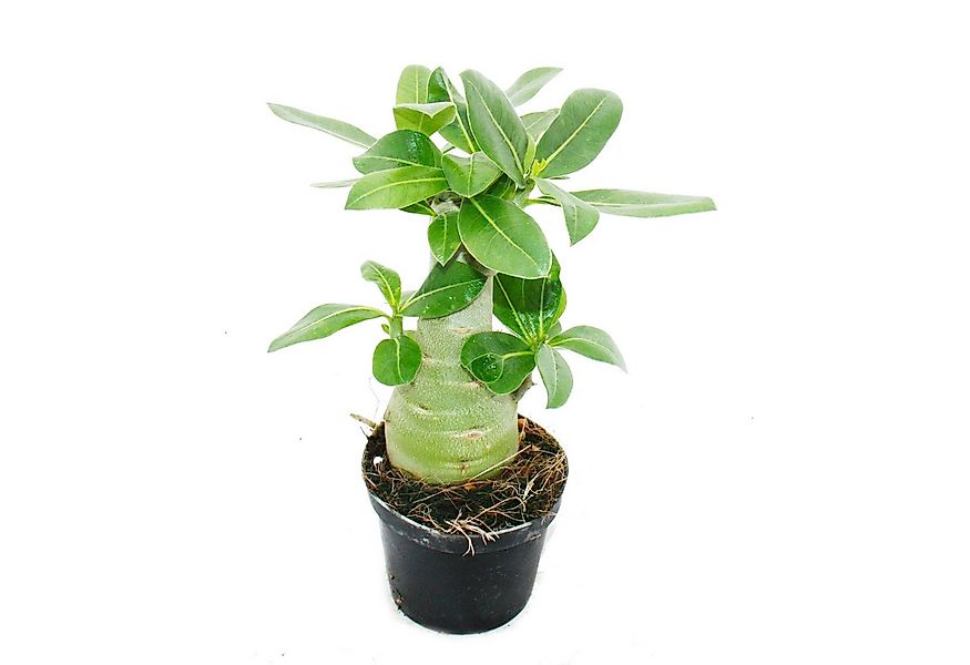 Exotenherz Zimmerpflanze Kleine Wüstenrose, Adenium, Überraschungsfarbe, 10 günstig online kaufen