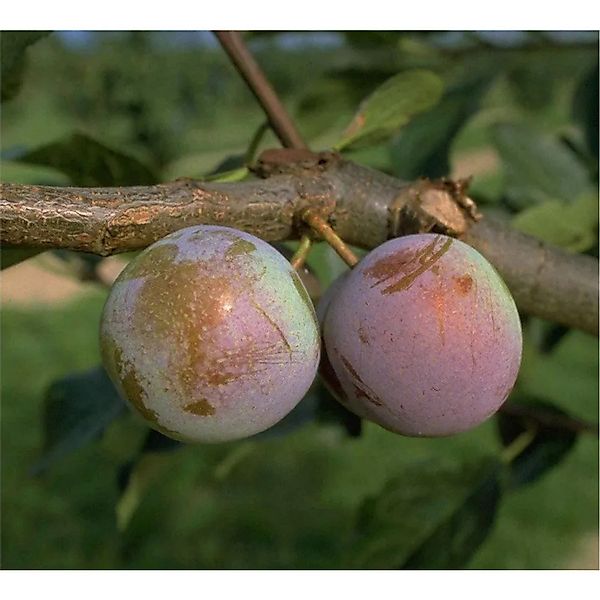 Reneclode Graf Althans 100 - 120 cm Prunus domestica günstig online kaufen