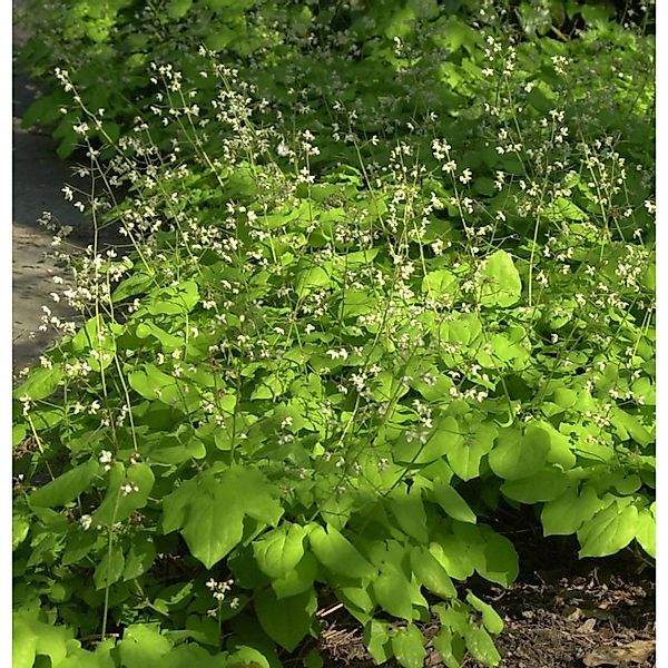 Elfenblume Blütentanz - Epimedium pubescens günstig online kaufen