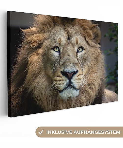 OneMillionCanvasses® Leinwandbild Löwen - Farbe - günstig online kaufen