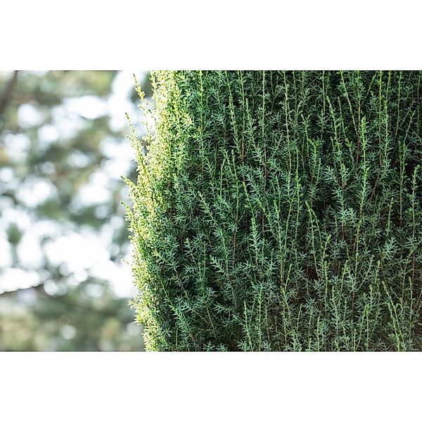 Juniperus communis 'Suecica' 60-80 cm günstig online kaufen