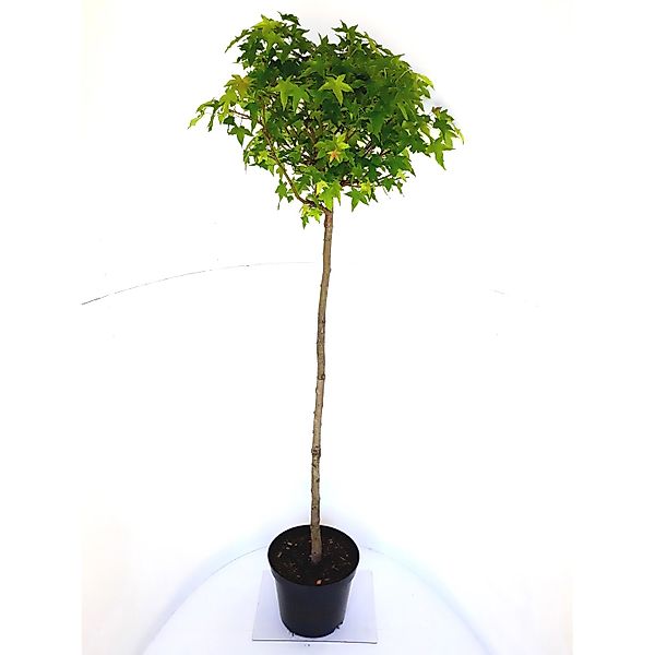 Pflanzen-Boering Kugel-Amberbaum Stämmchen Gesamthöhe 170-180 cm Stammhöhe günstig online kaufen