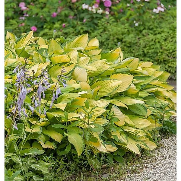 Funkie June Fever - Hosta cultorum günstig online kaufen