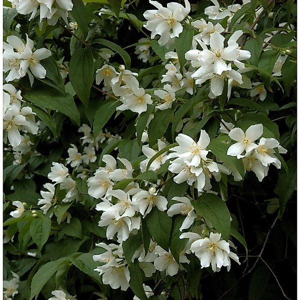 Großblumiger Feldjasmin 100-125cm - Philadelphus grandiflorus günstig online kaufen