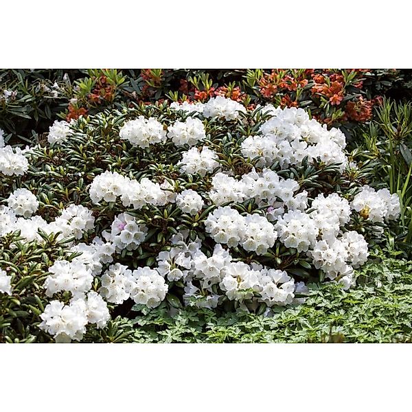 Rhododendron Decorum Weiß 30–40 cm günstig online kaufen