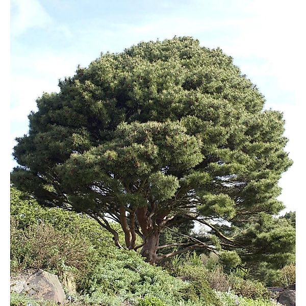 Japanische Strauchkiefer 30-40cm - Pinus densiflora günstig online kaufen