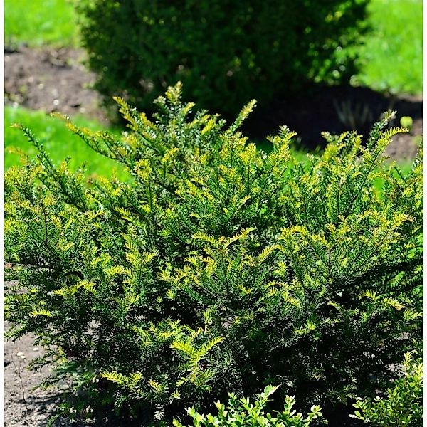 Eibe Renkes Kleiner Grüner 25-30cm - Taxus baccata günstig online kaufen