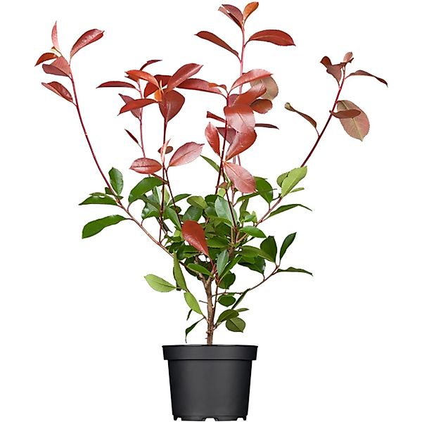 Photinia Fraseri Red Robin Glanzmispel Rot 60–80 cm günstig online kaufen
