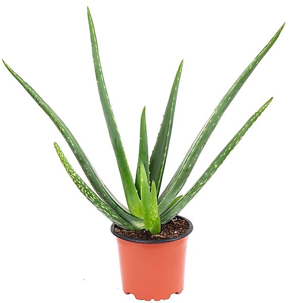 Flowerbox Zimmerpflanze Echte Aloe - Aloe vera, pflegeleicht - Höhe ca. 40 günstig online kaufen