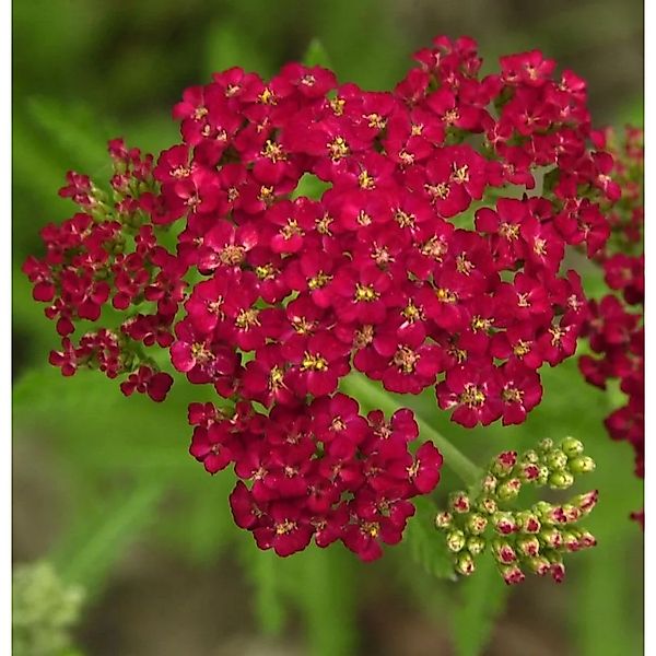 Schafgarbe Christel - Achillea millefolium günstig online kaufen