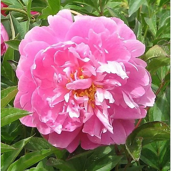 Edelpfingstrose Monsieur Jules Elie - Paeonia,actiflora günstig online kaufen