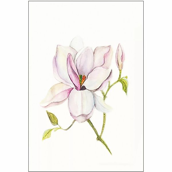 Komar Wandbild Magnolia Shine 30 x 40 cm günstig online kaufen