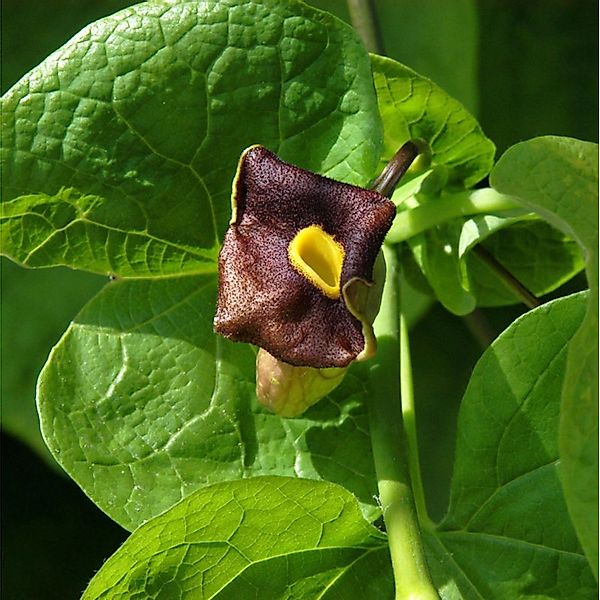 Pfeifenblume 60-80cm - Aristolochia durior günstig online kaufen