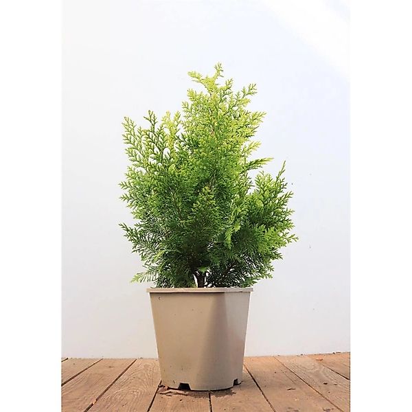 Chamaecyparis lawsoniana 'Ivonne' 40-50 cm günstig online kaufen