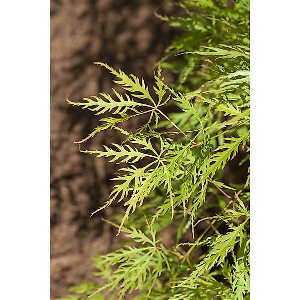 Acer Palmatum Dissectum Viridis Grüner Fächerahorn 30–40 cm günstig online kaufen