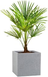 Scheurich Blumentopf 30/240 C-CUBE günstig online kaufen