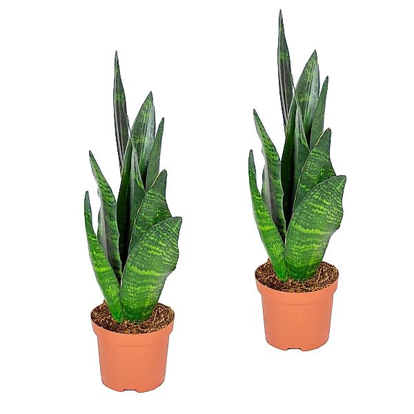 Casa Caron | Set mit 2 Sansevieria Black Coral günstig online kaufen