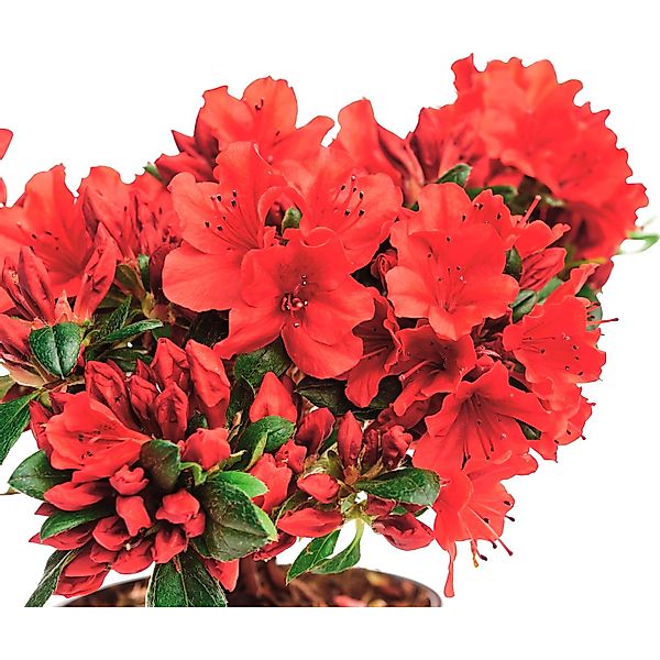 Japanische Azalee Sandys Fire Rot Topf-Ø ca. 17 cm Rhododendron obtusum günstig online kaufen