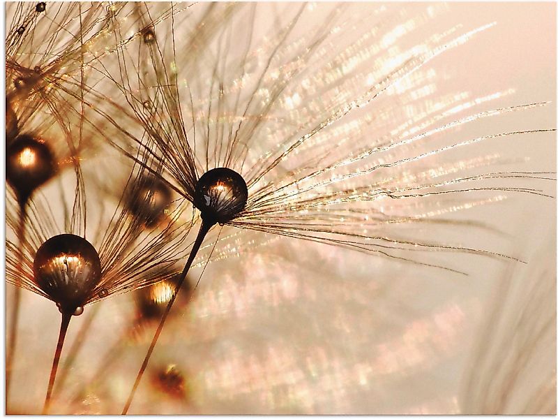 Artland Wandbild "Pusteblume Goldener Tropfen" Blumen 1 Stk. tlg. als Alubi günstig online kaufen