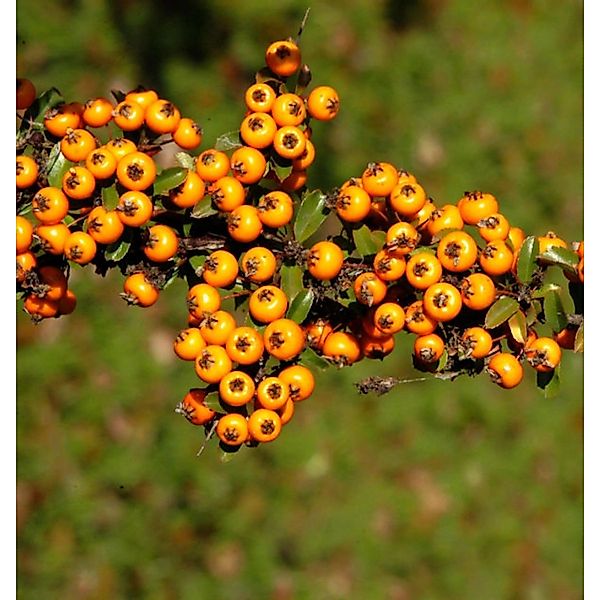 Feuerdorn Teton 60-80cm - Pyracantha günstig online kaufen