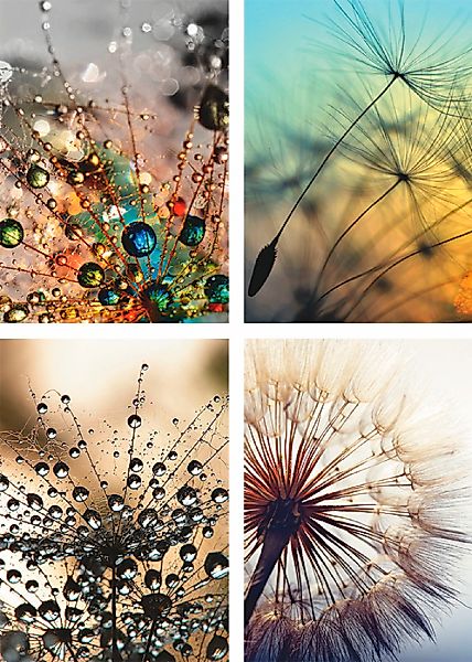Artland Poster "Pusteblume,Nahaufnahme Löwenzahn" Blumen 4 Stk. tlg. Bilder günstig online kaufen