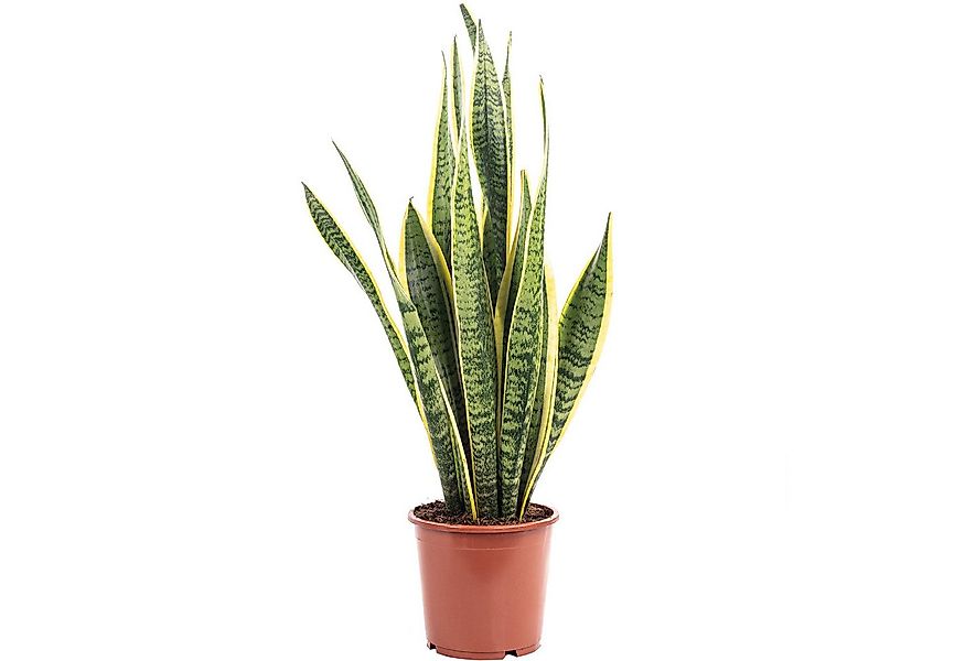 Flowerbox Zimmerpflanze Bogenhanf - Sansevieria trifasciata Laurentii, pfle günstig online kaufen