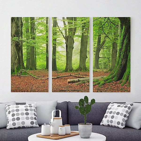 3-teiliges Leinwandbild - Querformat Mighty Beech Trees günstig online kaufen