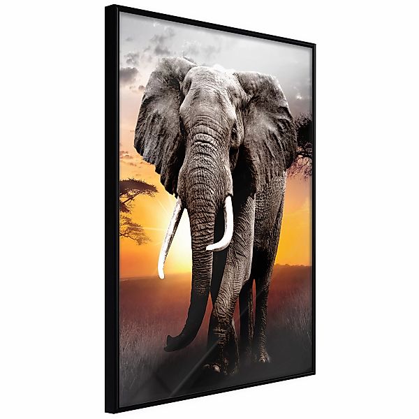 Poster - Majestic Elephant günstig online kaufen