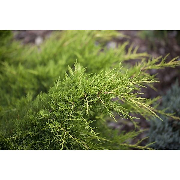 Juniperus Media Gold Coast Wacholder Goldgelb 50–60 cm günstig online kaufen