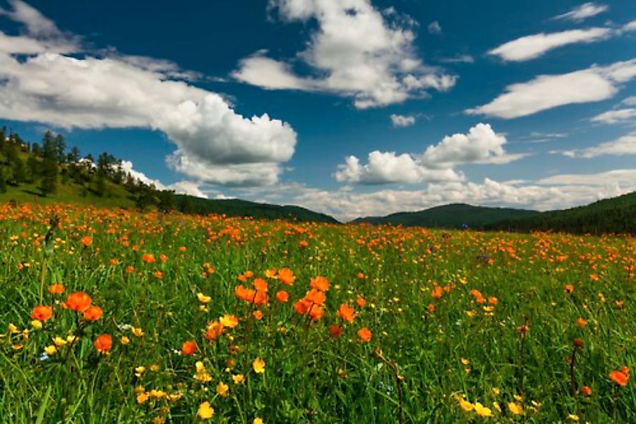 Papermoon Fototapete »BLUMEN-WIESE-TROLLBLUMEN GEBIRGE WALD FELD WOLKEN SON günstig online kaufen