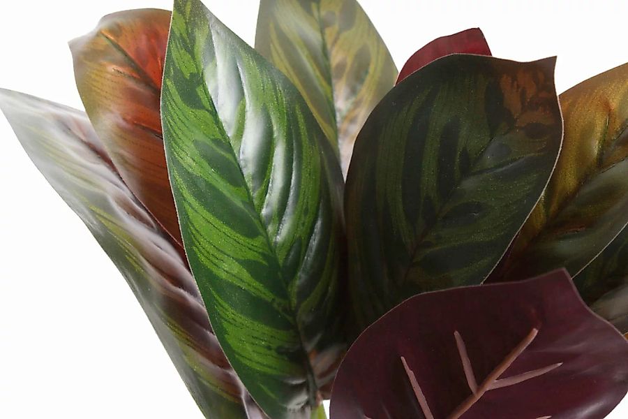 Botanic-Haus Künstliche Zimmerpflanze »Calathea« günstig online kaufen