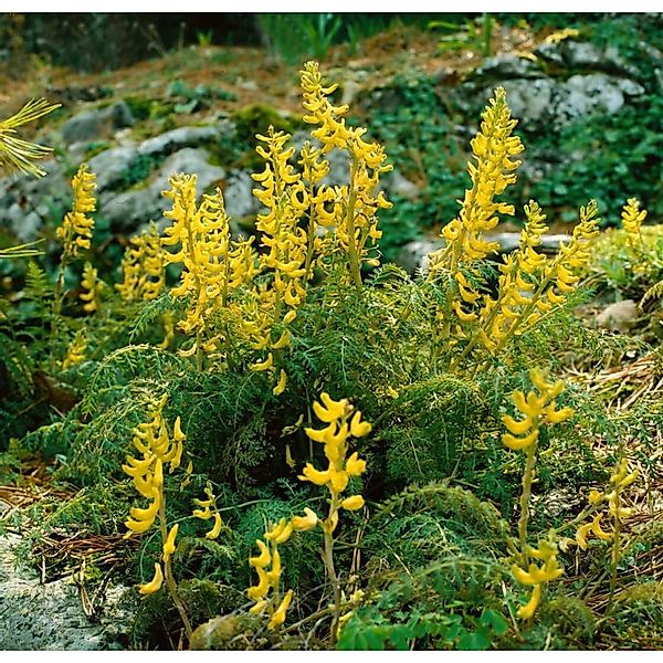 Corydalis Cheilanthifolia Farnlauch Ca. 9x9 cm Topf günstig online kaufen