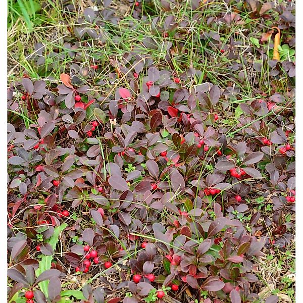 Rote Teppichbeere Scheinbeere - Gaultheria procumbens günstig online kaufen