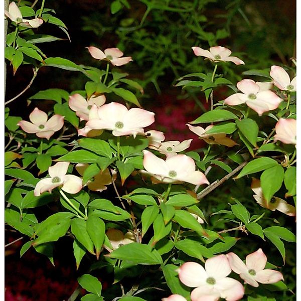 Hartriegel Blooming Pink Tetra 80-100cm - Cornus kousa günstig online kaufen