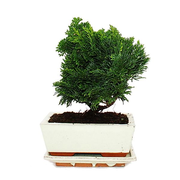 Exotenherz Outdoor-Bonsai Chamaecyparis Scheinzypresse 3-4 Jahre Alt Incl. günstig online kaufen