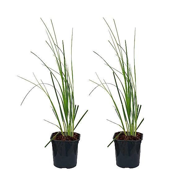 Casa Caron | 2er Set Cortaderia Lilly günstig online kaufen