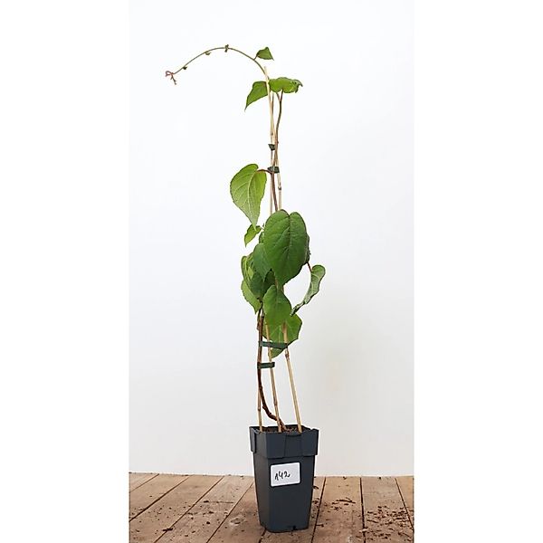 Actinidia Chinensis Male Kiwi 40–60 cm günstig online kaufen