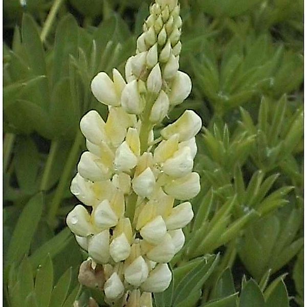 Strauchlupine Albiflorus - Lupinus arboreus günstig online kaufen