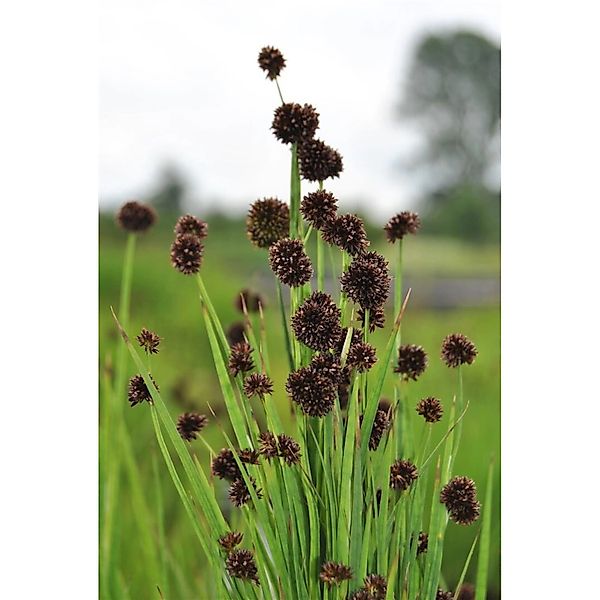 Juncus Ensifolius Schwert-Simse Ca. 9x9 cm Topf günstig online kaufen