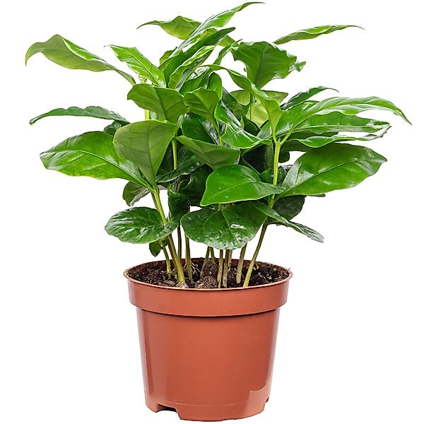 Flowerbox Zimmerpflanze Kaffeepflanze - Coffea Arabica, pflegeleicht - Höhe günstig online kaufen