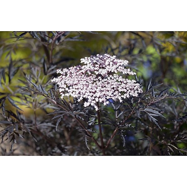 Sambucus Nigra Black Lace Schwarzer Holunder Dunkelrot 125–150 cm günstig online kaufen