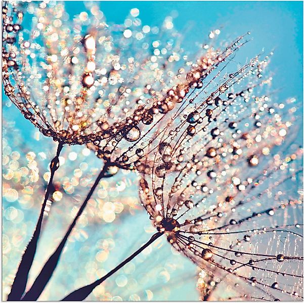 Artland Wandbild »Pusteblume Tröpfchenfänger«, Blumen, (1 St.), als Alubild günstig online kaufen