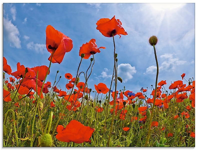 Artland "Mohnblumenfeld" Blumen 1 Stk. tlg. in verschiedenen Größen günstig online kaufen