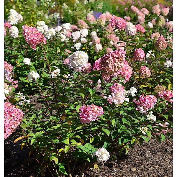 Rispenhortensie Pinky Promise 60-80cm - Hydrangea paniculata günstig online kaufen