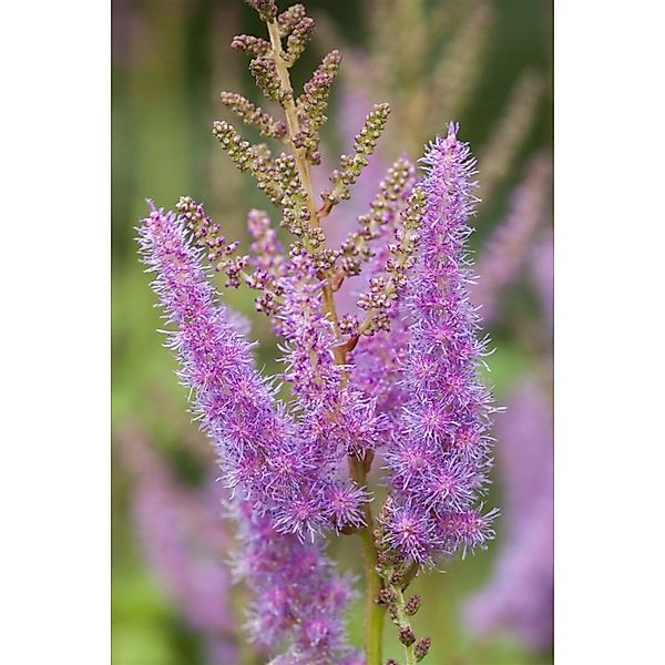 Astilbe X Arendsii Amethyst Prachtspiere Ca. 9x9 cm Topf günstig online kaufen