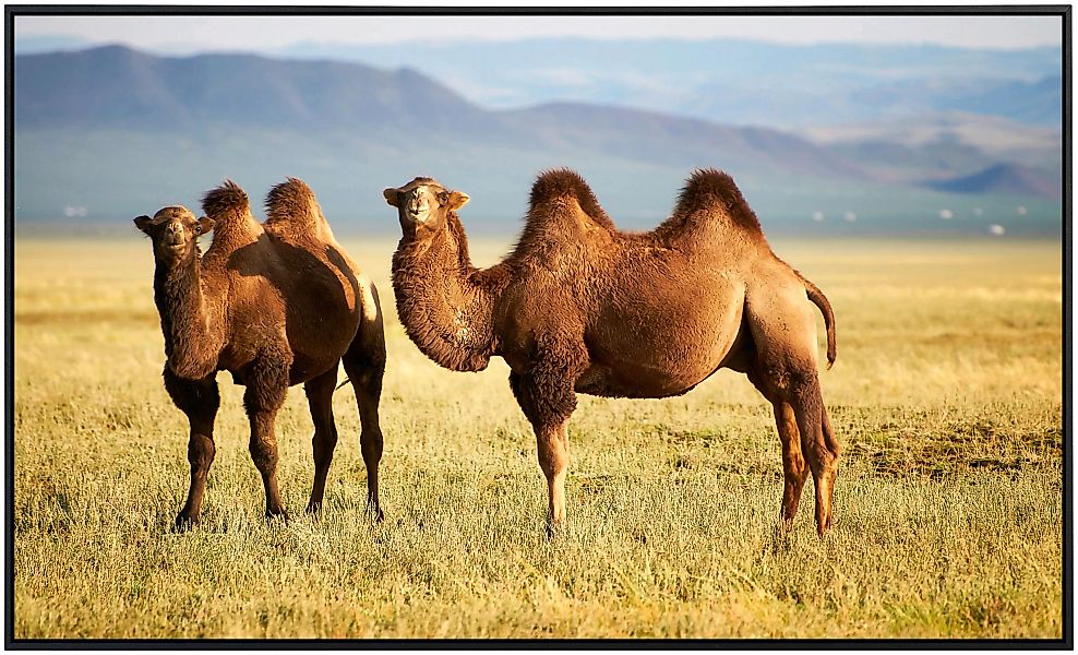Papermoon Infrarotheizung »Mongolische Kamele«, sehr angenehme Strahlungswä günstig online kaufen